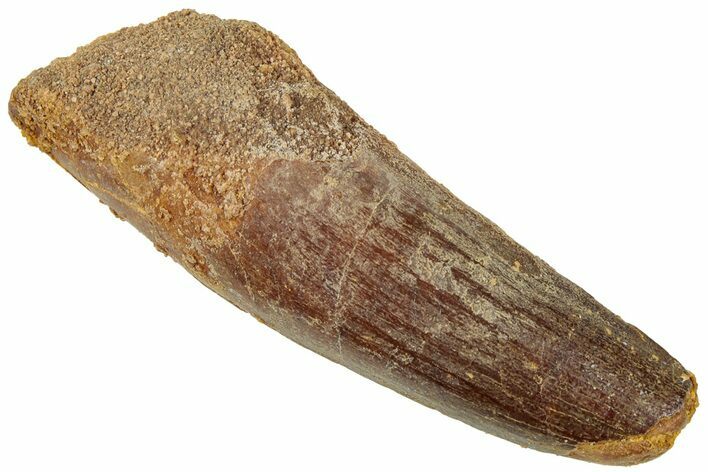 Fossil Spinosaurus Tooth - Real Dinosaur Tooth #312977